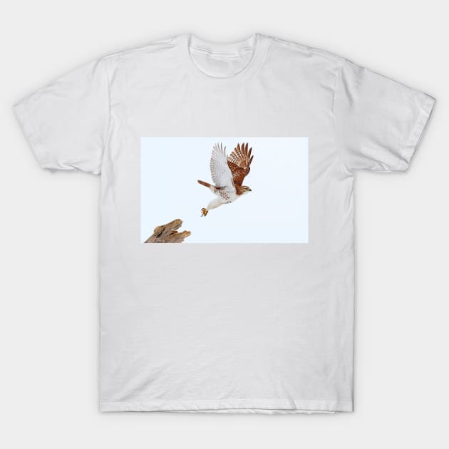 Red-tailed Hawk T-Shirt by Jim Cumming